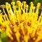 Selective focus shot of the inner yellow petals of a flower with a burry background