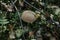 Selective focus shot of an isolated brown bolete fungus growing among branches and leaves