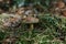 Selective focus shot of an isolated brown bolete fungus growing among green leaves