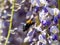 Selective focus shot of a Japanese carpenter bee collecting pollen on a purple flower