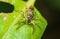 Selective focus shot of a jumping spider on a leaf