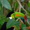 Selective focus shot of Keel-billed toucan in Costa Rica