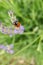 Selective focus shot of a ladybird on a lavender flower