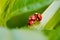 Selective focus shot of ladybug reproduction on the green plants