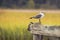 Selective focus shot of a laughing gull perched on a dock in a marsh