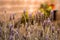 Selective focus shot of Lavanda field on a sunny day