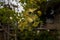 Selective focus shot of the leaves of a maidenhair tree with blurred background