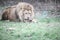 Selective focus shot of a lion chewing on a bone in the distance