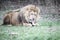 Selective focus shot of a lion chewing on a bone while laying on the grass