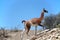 Selective focus shot of a llama in Provincial Ischigualasto Park, Argentina