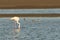 Selective focus shot of a lone flamingo probing for food with a few birds in the background