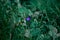 Selective focus shot of a lone purple flower in the middle of the grasses