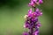 Selective focus shot of loosestrife flowers with a blurry green background