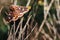 Selective focus shot of a magnificent butterfly on the wooden stems with a blurred background