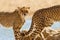 Selective focus shot of magnificent cheetahs standing near a small pond