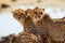 Selective focus shot of magnificent cheetahs standing near a small pond