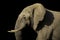 Selective focus shot of a magnificent elephant captured on a sunny day with a black background