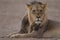 Selective focus shot of a magnificent lion in the middle of the desert