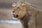 Selective focus shot of a magnificent lion in the middle of the desert