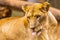 Selective focus shot of a magnificent lioness in an animal orphanage captured in Nairobi, Kenya