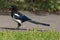 Selective focus shot of a magpie on ground