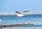 Selective focus shot of a majestic seagull soaring over a beach