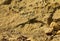 Selective focus shot of Maltese wall Lizard in Maltese Islands, Malta on a sandy rock on a daylight