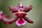 Selective focus shot of marsala colored Oncidium Sharry Baby & x28;Dancing Lady Orchid& x29; flower
