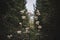 Selective focus shot of Meadowsweet plant in the forest