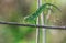 Selective focus shot of Mediterranean chameleon walking on a fennel twig