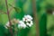 Selective focus shot of Mexican devil flowers