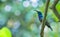 Selective focus shot of a Mexican violetear hummingbird perched on a tree branch outdoors