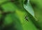 Selective focus shot of mosquito perched on green leaf