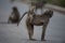 Selective focus shot of a mother baboon with her baby riding on her back