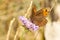 Selective focus shot of a mountain butterfly on a pink flower in Pyrenees in Spain