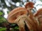 Selective focus shot of a mushroom in an Austrian forest