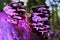 Selective focus shot of mushrooms illuminated by violet lights on a tree bark