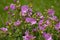 Selective focus shot of musk-mallow flowers blooming in the field