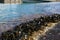 Selective focus shot of mussels attached to the rock on the sea with a blurred background