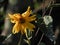 Selective focus shot of a narrow-leaf sunflower or swamp sunflower