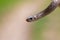 Selective focus shot of a newborn baby brown snake known as Storeria dekayi