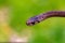 Selective focus shot of a newborn baby brown snake known as Storeria dekayi