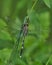 Selective focus shot of an Odonata insect on a plant leaf