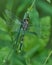 Selective focus shot of an Odonata insect on a plant leaf