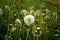 Selective focus shot of one full dandelion among the blown ones in the field