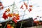 Selective focus shot of orange Caesalpinia flowers