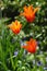 Selective focus shot of orange Tulipa tubergeniana flowers in the garden