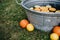 Selective focus shot of oranges outside a vintage metal washtub