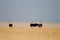 Selective focus shot of ostriches in a dry grassy field in the distance