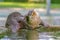 Selective focus shot of an otter scratching itself in water